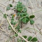 Fragaria chiloensis Leaf