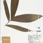 Bactris gastoniana Hoja
