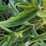 Gypsophila pilosa Leaf