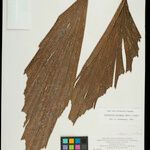 Iriartella setigera Leaf