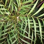 Mahonia fortunei Leaf