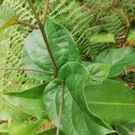 Clerodendrum welwitschii Leaf