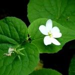 Viola canadensis Blüte