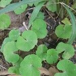 Hydrocotyle leucocephala Leaf