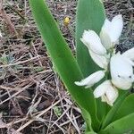 Chlorophytum tuberosum Blatt