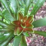 Tillandsia heliconioides Frutto