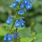 Salvia prunelloides Flower