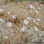 Eriogonum angulosum Staniste