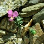 Viola diversifolia Other