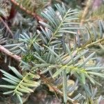 Taxus brevifolia List