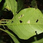 Solanum rovirosanum Ліст