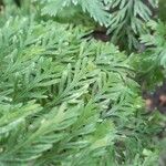 Asplenium bulbiferum Blatt