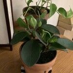 Peperomia clusiifolia叶