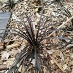 Ophiopogon planiscapus 整株植物