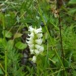 Spiranthes romanzoffiana Flower