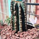 Pilosocereus leucocephalus Ліст