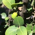 Mystroxylon aethiopicum Leaf