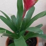 Vriesea splendens Alkat (teljes növény)