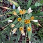 Allium moly Flor