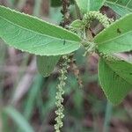 Acalypha diminuta Flower