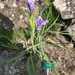 Iris missouriensis 整株植物