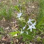 Amsonia ciliata Kvet