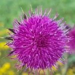 Carduus nutans Flower