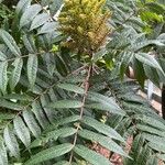 Rhus glabra Fuelha