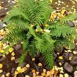 Dryopteris filix-mas Blatt