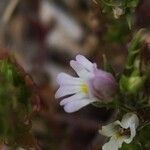 Euphrasia salisburgensis Lorea