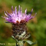Centaurea decipiens Flor