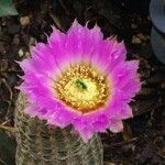 Echinocereus reichenbachii फूल