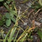 Carex capillaris Blüte
