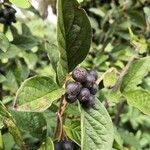 Cotoneaster acutifolius Meyve