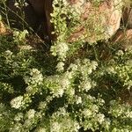 Penstemon utahensis Fiore