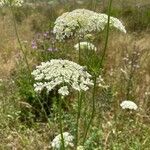 Visnaga daucoidesफूल