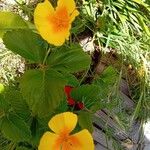 Eschscholzia californicaFlower