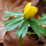 Eranthis hyemalisЦвят