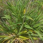 Solidago sempervirens Folla