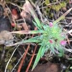Trifolium angustifolium Likasa