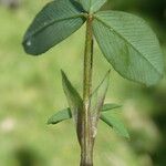 Trifolium spadiceum Deilen