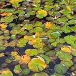 Nymphaea alba Habitatea