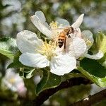 Malus domesticaFlower