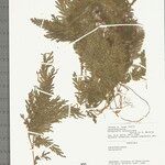Selaginella conduplicata पत्ता