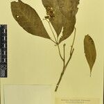 Rauvolfia serpentina その他の提案