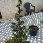 Juniperus drupacea পাতা