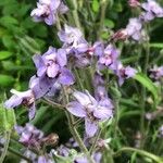 Delphinium staphisagria Blüte