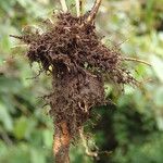 Nephrolepis undulata Sonstige