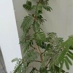 Vachellia farnesiana Ліст