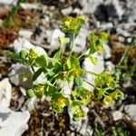 Euphorbia seguieriana Fleur